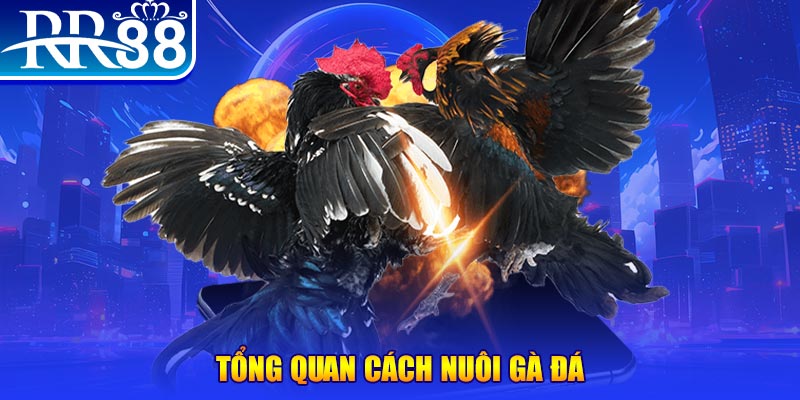 okvip VA Điện Tử